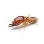 formosan-termite