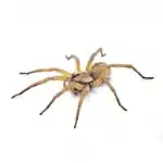 spider control treatement